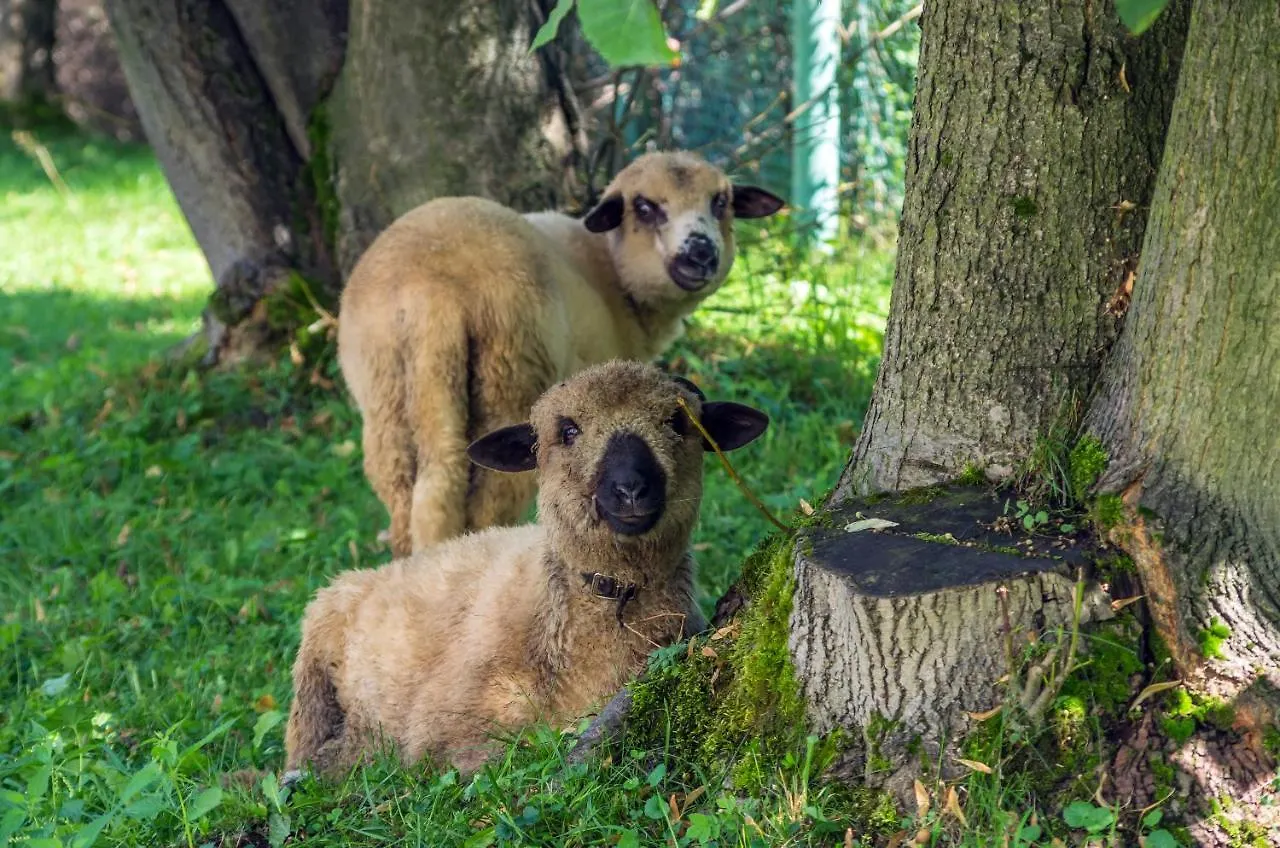 ** Vendégház Halny Pensjonat Zakopane Lengyelország